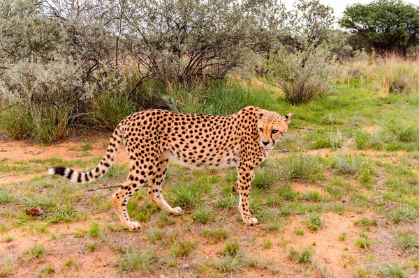 Cheetah at the Naankuse Wildlife Sanctuary, Namibia, Africa
