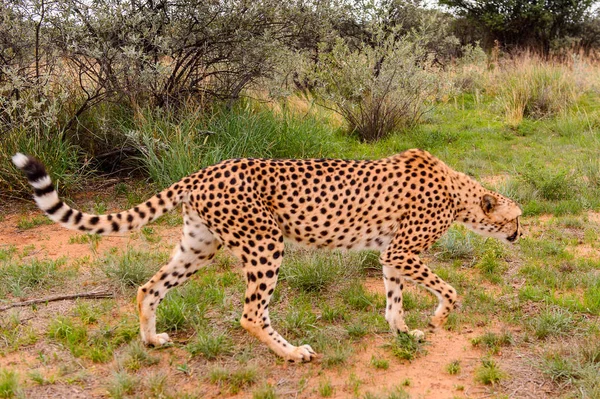 Guépard Naankuse Wildlife Sanctuary Namibie Afrique — Photo