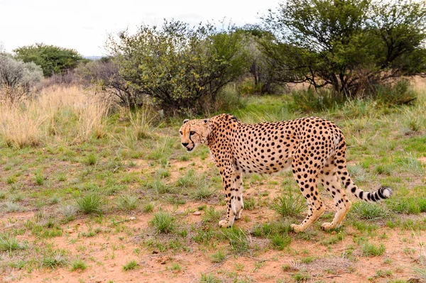 Guépard Naankuse Wildlife Sanctuary Namibie Afrique — Photo