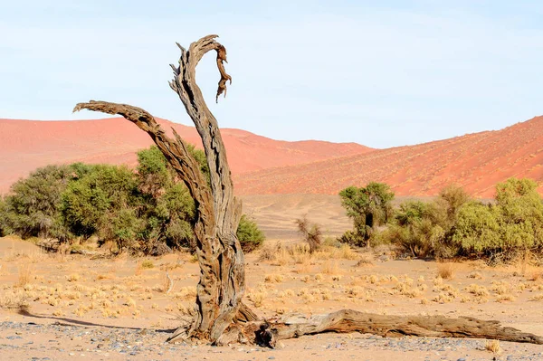 Martwe Acacia Erioloba Dead Vlei Dead Valley Namibia Pustynia Afryka — Zdjęcie stockowe