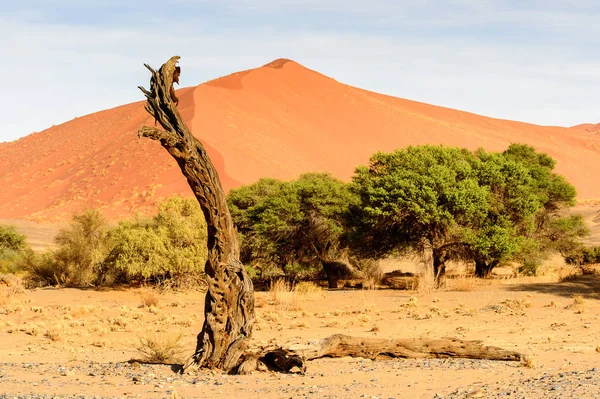 Dead Acacia Erioloba Dead Vlei Dead Valley Namibia Desert Africa — Stock Photo, Image