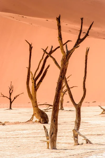 Morto Acacia Erioloba Nella Valle Morta Vlei Deserto Della Namibia — Foto Stock