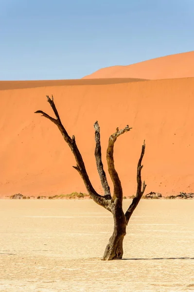 Dead Acacia Erioloba Dead Vlei Dead Valley Namibia Desert Africa — Stock Photo, Image
