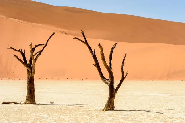 Dead Acacia Erioloba Dead Vlei Dead Valley Namibia Desert Africa — Stock Photo, Image