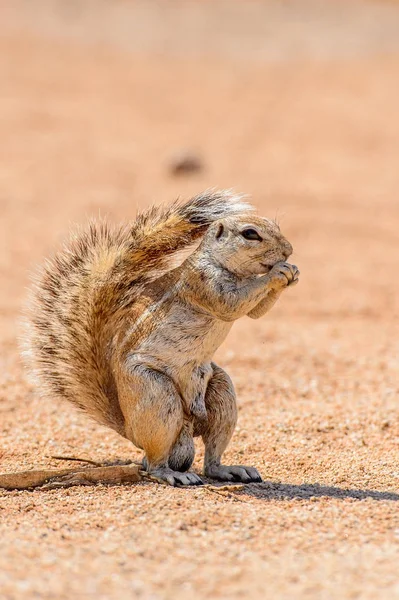 Meerkat Suricado Come Uma Noz Namíbia — Fotografia de Stock