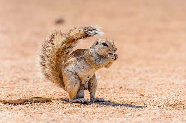 Meerkat Suricate Namibya Bir Fındık Yiyor — Stok fotoğraf