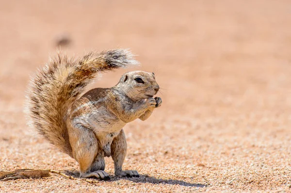 Meerkat Suricado Come Uma Noz Namíbia — Fotografia de Stock