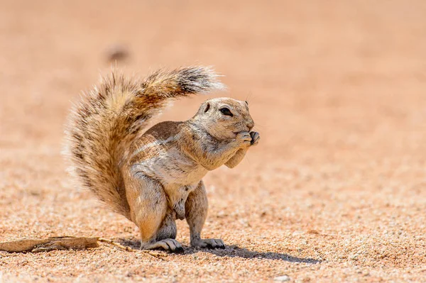 Meerkat Suricate Mange Une Noix Namibie — Photo