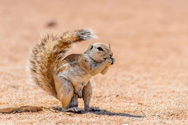 Meerkat Suricate Namibya Bir Fındık Yiyor — Stok fotoğraf