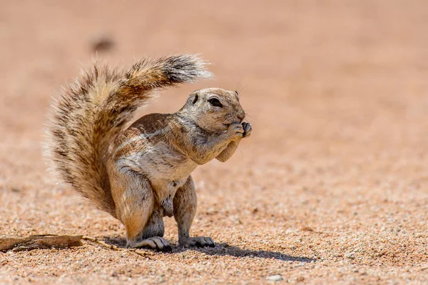 Meerkat Suricado Come Uma Noz Namíbia — Fotografia de Stock