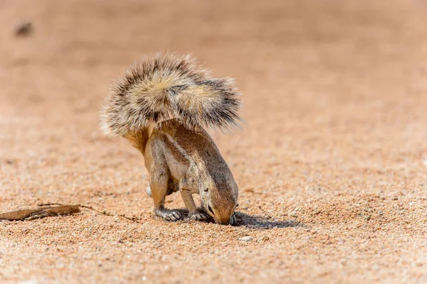 Meerkat Vista Perto Namíbia — Fotografia de Stock