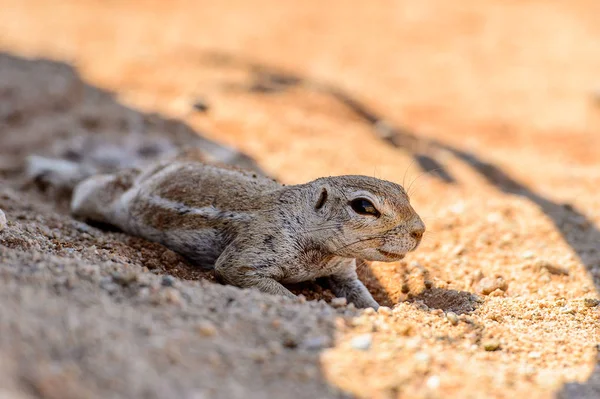 Nahaufnahme Eines Süßen Surikats Namibia — Stockfoto