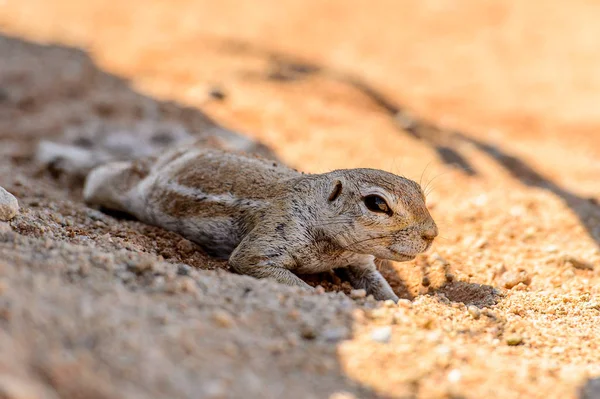 Nära Bild Söt Suricate Namibia — Stockfoto