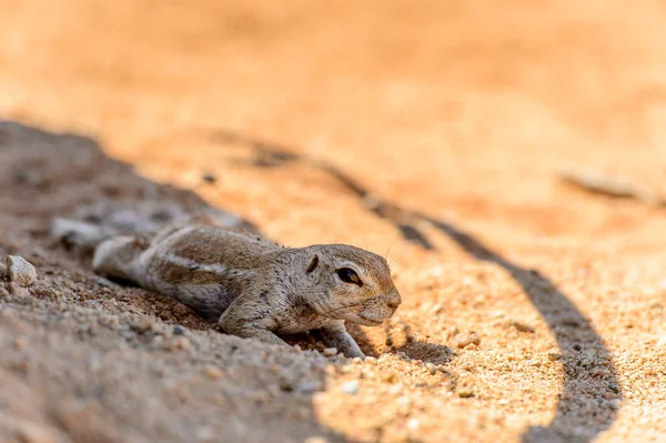 Nahaufnahme Eines Süßen Surikats Namibia — Stockfoto