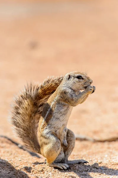 Nahaufnahme Eines Erdmännchens Namibia — Stockfoto