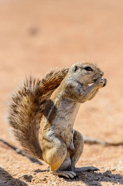 Namibya Bir Meerkat Kapatılması — Stok fotoğraf