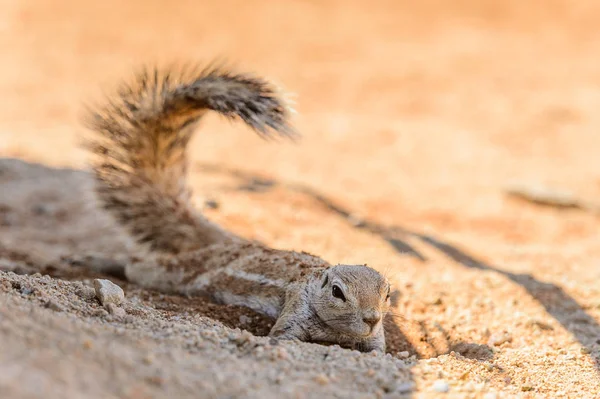 Namibya Bir Meerkat Kapatılması — Stok fotoğraf