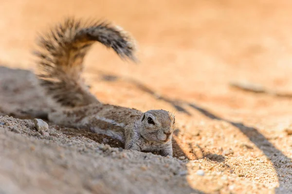 Namibya Bir Meerkat Kapatılması — Stok fotoğraf