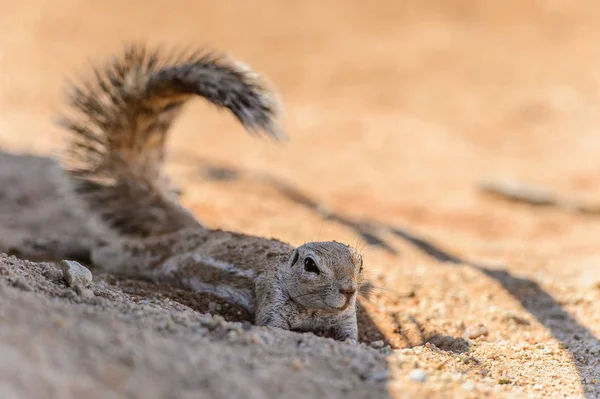 Namibya Bir Meerkat Kapatılması — Stok fotoğraf