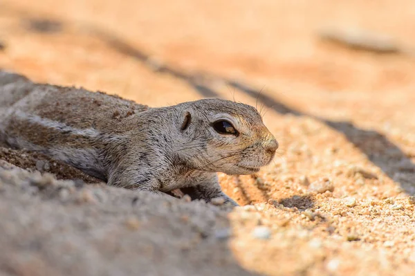 Close Meerkat Namíbia — Fotografia de Stock