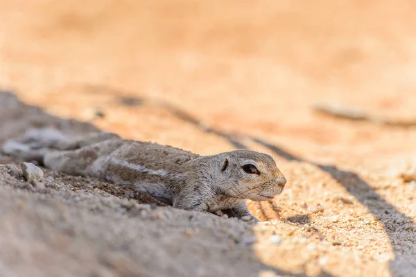 Gros Plan Meerkat Namibie — Photo