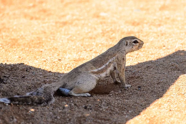 Namibya Meerkat Yakın Görünümü — Stok fotoğraf