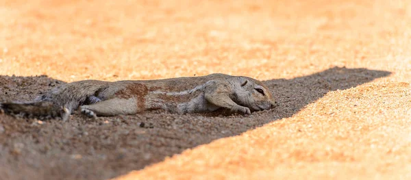 Namibya Meerkat Yakın Görünümü — Stok fotoğraf