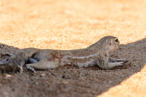 Meerkat Bliski Widok Namibii — Zdjęcie stockowe