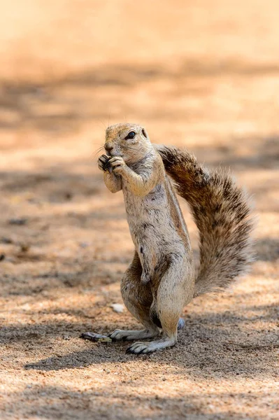 Meerkat Suricate Namibya Bir Fındık Yiyor — Stok fotoğraf