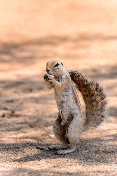 Meerkat Suricado Come Uma Noz Namíbia — Fotografia de Stock
