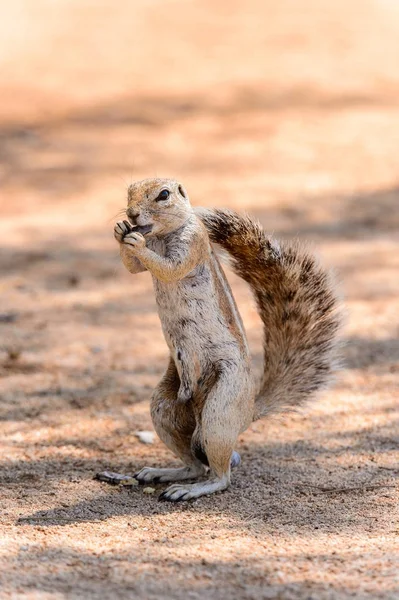 Meerkat Suricate Namibya Bir Fındık Yiyor — Stok fotoğraf