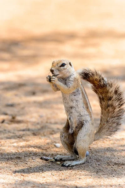 Meerkat Suricate Come Una Nuez Namibia —  Fotos de Stock