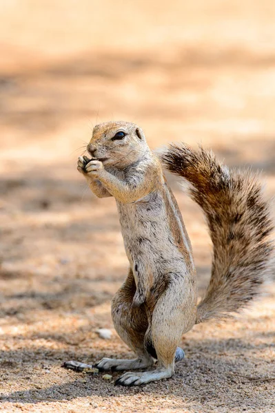 Meerkat Suricate Come Una Nuez Namibia —  Fotos de Stock