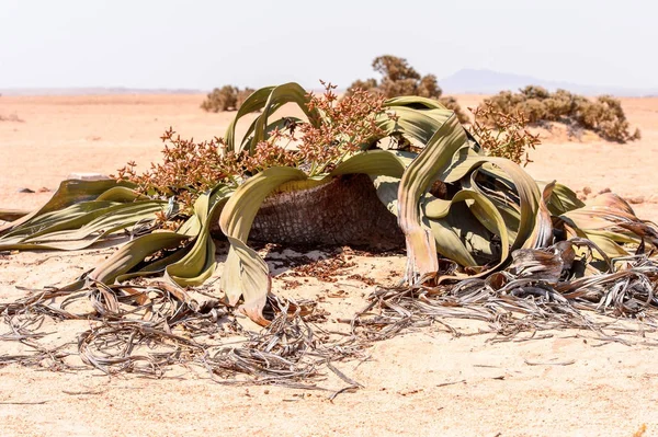 Welwitschia Mirabilis (living fossil), Petrified forest, Namibia