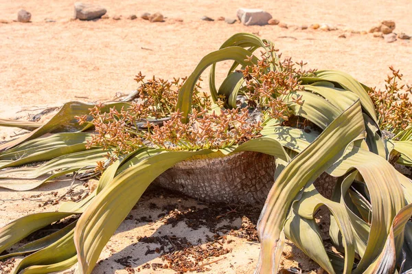 Welwitschia Mirabilis Fóssil Vivo Floresta Petrificada Namíbia — Fotografia de Stock