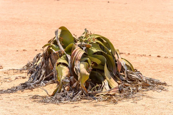 Welwitschia Mirabilis Fosil Hidup Hutan Membatu Namibia — Stok Foto