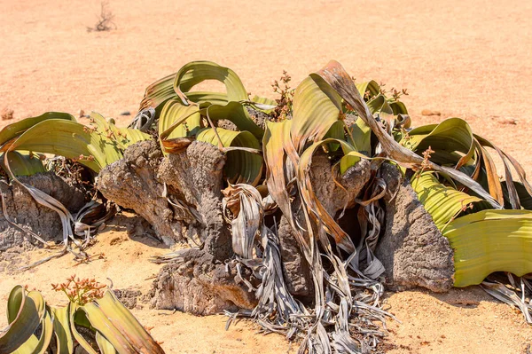 Welwitschia Mirabilis Żywa Skamieniałość Petrified Forest Namibia — Zdjęcie stockowe