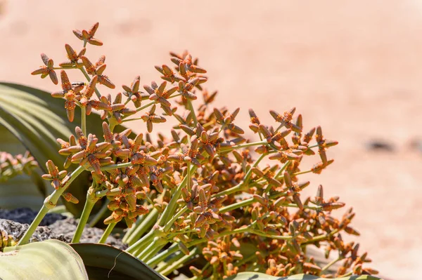 Welwitschia Mirabilis Żywa Skamieniałość Petrified Forest Namibia — Zdjęcie stockowe