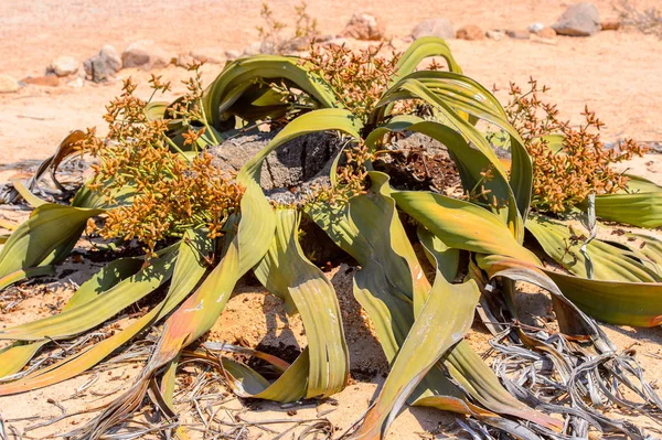 Welwitschia Mirabilis Fóssil Vivo Floresta Petrificada Namíbia — Fotografia de Stock