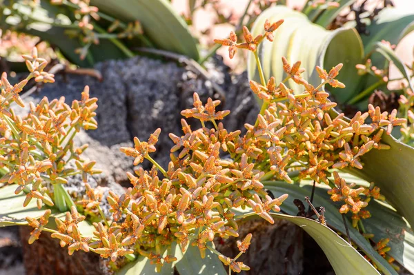 Welwitschia Mirabilis Żywa Skamieniałość Petrified Forest Namibia — Zdjęcie stockowe