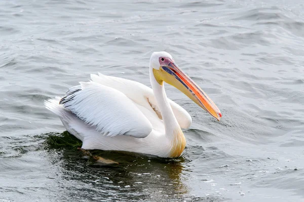 Pelican Bahía Walvis Namibia — Foto de Stock