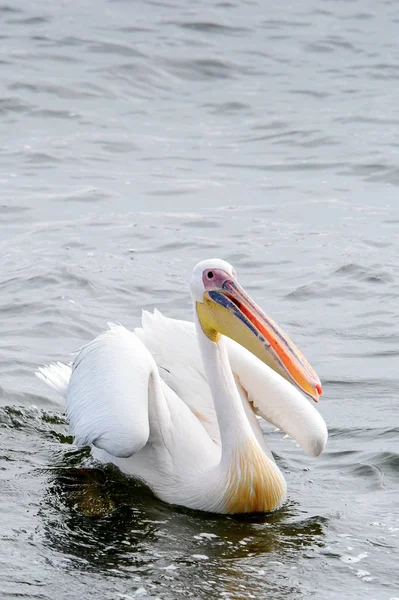 Pelican Bahía Walvis Namibia — Foto de Stock