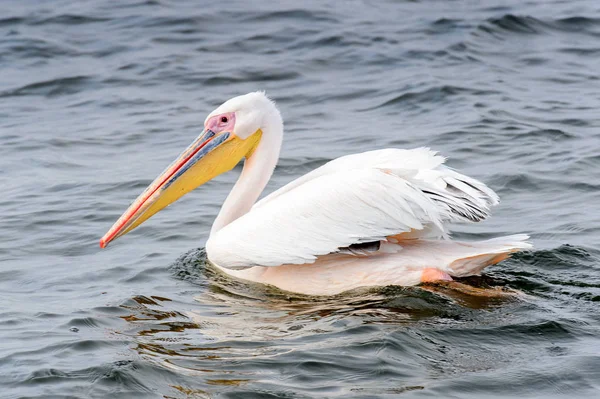 Pelican Bahía Walvis Namibia — Foto de Stock