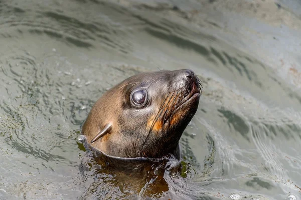 Zeeleeuw Zwemmen Atlantische Oceaan Walvis Baai Namibië — Stockfoto