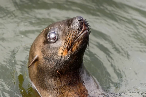 León Marino Nadando Océano Atlántico Walvis Bay Namibia — Foto de Stock