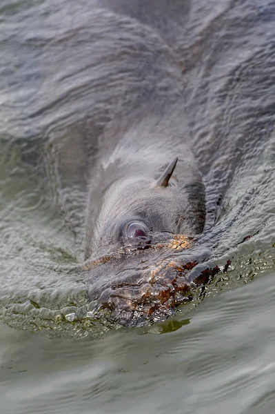 在大西洋中游泳的海狮 纳米比亚沃尔维斯湾 — 图库照片