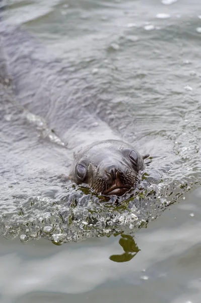 León Marino Nadando Océano Atlántico Walvis Bay Namibia —  Fotos de Stock