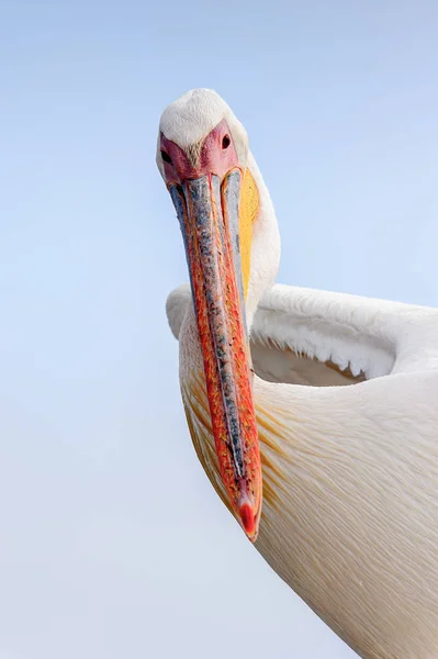 Retrato Pelícano Walvis Bay Namibia — Foto de Stock