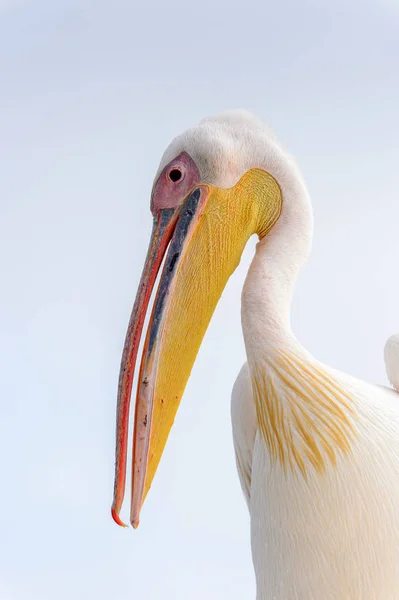 Portrait Pélican Walvis Bay Namibie — Photo