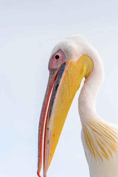 Portrait Pelican Walvis Bay Namibia — Stock Photo, Image